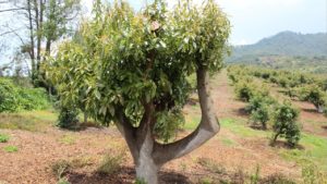 Mantén altos rendimientos con la poda adecuada para tu huerto