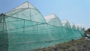 Cómo un invernadero de media tecnología crea condiciones idóneas