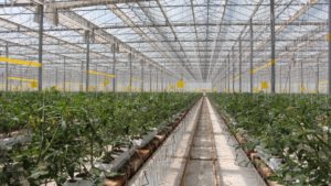 Buenas prácticas sanitarias como herramienta para la prevención y control de Clavibacter en la empresa Hydrofoods