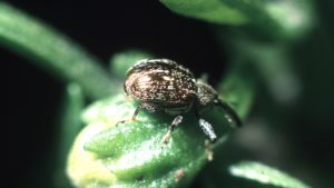 El manejo integrado para controlar el picudo del chile