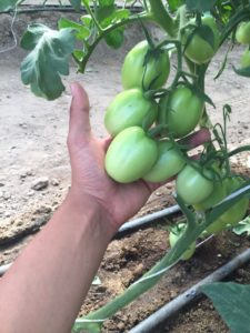 2 operaciones tomateras comparten sus aspiraciones para la comercialización