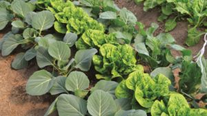 Aplica materia orgánica para fomentar la fertilidad del suelo