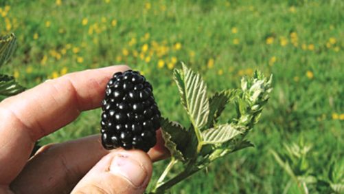 La innovación productiva para la zarzamora a través de la primocaña