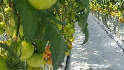 2 operaciones tomateras comparten sus aspiraciones para la comercialización