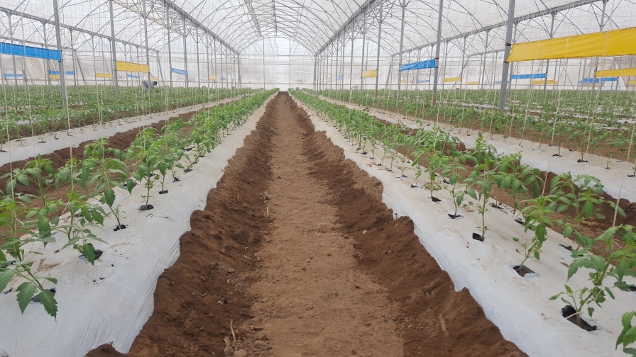 2 operaciones tomateras comparten sus aspiraciones para la comercialización