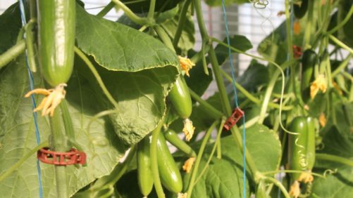 Cómo superar los desafíos de convertirse a producción orgánica