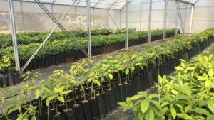 Determinación de un sustrato para la propagación de aguacate