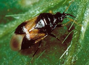 Inicia un control biológico eficaz de ácaros e insectos