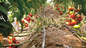 Produce mejores tomates con suelo fortificado con abonos orgánicos