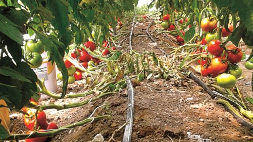 Produce mejores tomates con suelo fortificado con abonos orgánicos