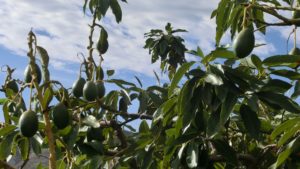 Entrevista sobre el sector aguacatero y su dimensión internacional