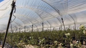 Tratamientos autorizados para producir berries para exportación
