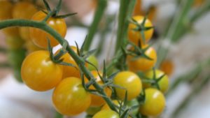 Investigadores establecen “mapa genético” para mejorar el sabor de los tomates