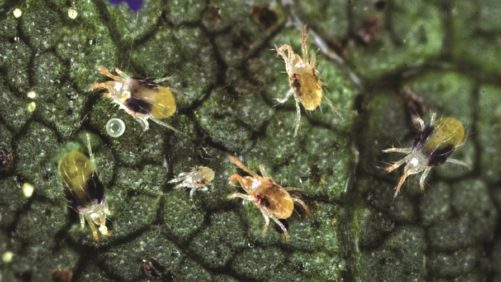Estrategias para controlar y superar la resistencia de la araña de 2 puntos
