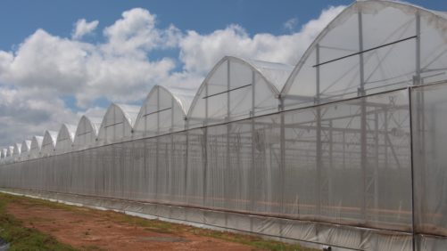 Operación ejemplar aprovecha la tecnología óptima y cultiva tomates de especialidad