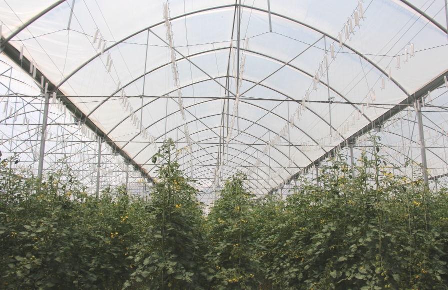 Operación ejemplar aprovecha la tecnología óptima y cultiva tomates de especialidad