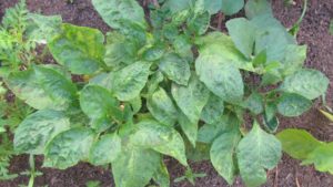 Cómo controlar trips con un programa basado en biológicos