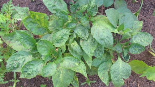 Cómo controlar trips con un programa basado en biológicos