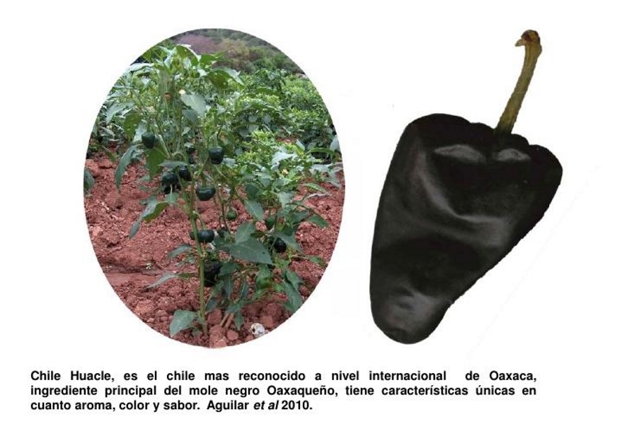 Chiles criollos oaxaqueños en peligro de extinción