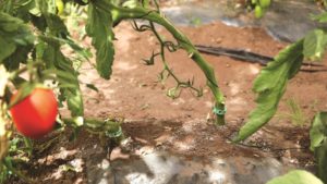 Técnicas fundamentales para establecer un programa de riego eficaz