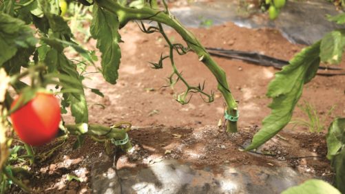 Técnicas fundamentales para establecer un programa de riego eficaz