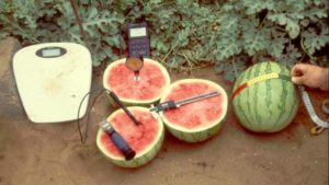 Uso de cafeína en la bioestimulación para sandía