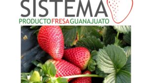 Entrevista con Directora Gerente del Sistema Producto Fresa de Guanajuato