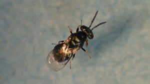 Nuevas instalaciones para crianza masiva de agente de biocontrol de HLB