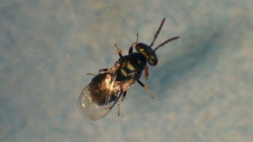 Nuevas instalaciones para crianza masiva de agente de biocontrol de HLB
