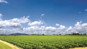 Seminario virtual ilustra los factores para realizar la hiperproducción alimentaria