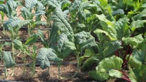 Los fertilizantes fosfatados y los radioisótopos