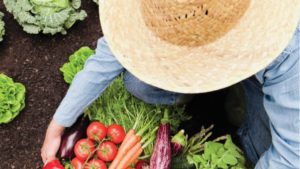 Se identifican cultivos propicios para inversión extendida