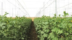 Selección agronómica de la cubierta del invernadero