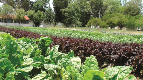 Logra un control sustentable con el Manejo Agroecológico de Plagas