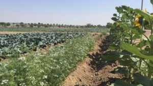 Descubre qué hay detrás de los fertilizantes químicos