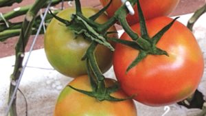 Factores nutricionales que influyen en la presencia del payaseado del tomate