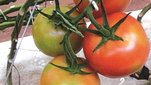 Factores nutricionales que influyen en la presencia del payaseado del tomate