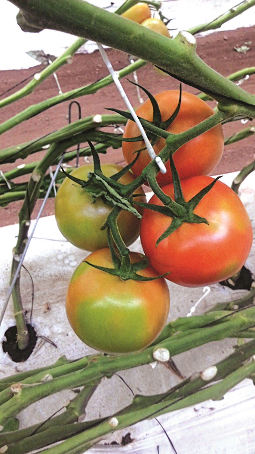 Factores nutricionales que influyen en la presencia del payaseado del tomate