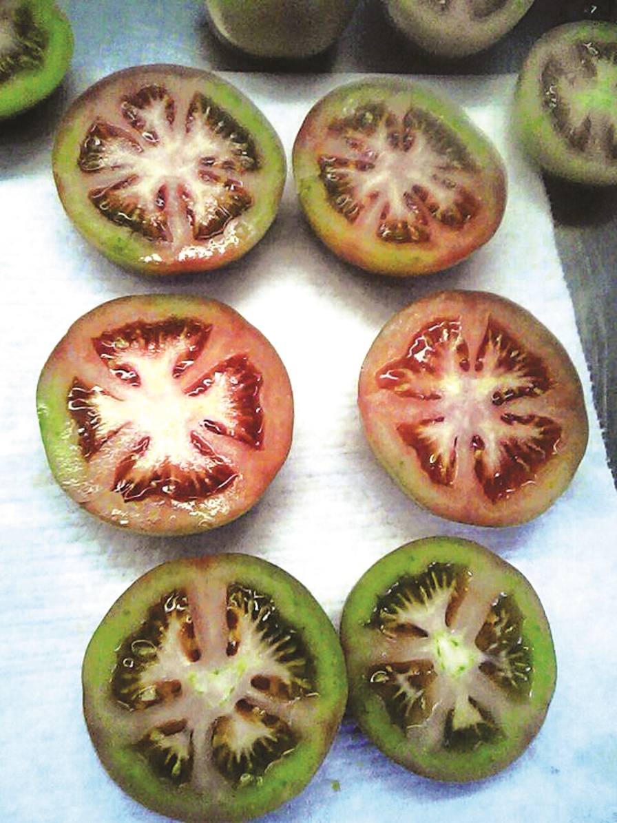 Factores nutricionales que influyen en la presencia del payaseado del tomate