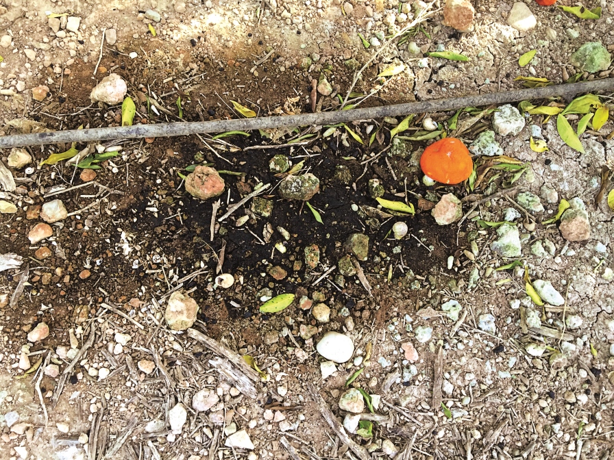 Uso de sustancias orgánicas en la fertirrigación