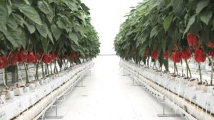 5 Consideraciones a la hora de instalar un sistema automatizado de alertas en el invernadero