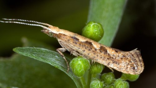 Encuentra un aliado en el control de la palomilla dorso de diamante