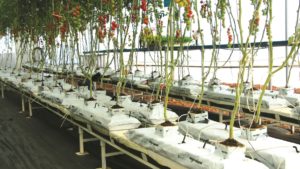 Instituto científico contribuye a suelos más sanos y producción incrementada en Mexico