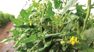 Cómo la bioestimulación facilita el cuajado y buen amarre de cultivos