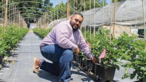 Retos y oportunidades del sector creciente de frutillas orgánicas