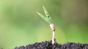 Recursos en linea para desarrollar soluciones sustentables en el campo