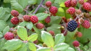 Cultivar frutillas en sustrato de fibra de coco