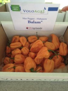 Presenta US Agriseeds / Voloagri sus nuevas variedades