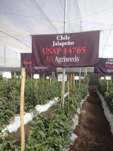 Presenta US Agriseeds / Voloagri sus nuevas variedades