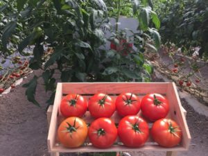 Día de campo con Enza Zaden y Vitalis
